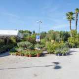 ...palme...